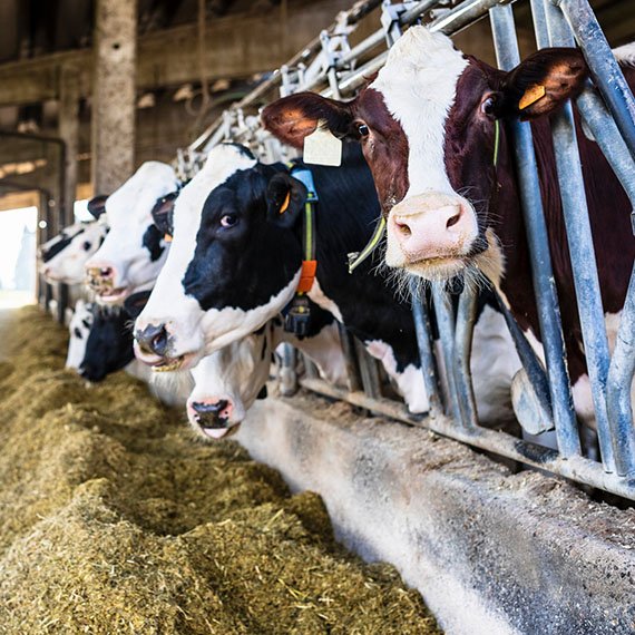 dairy farm